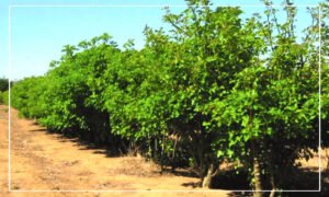 فرنشايز البتروكيماويات الخضراء المصرية